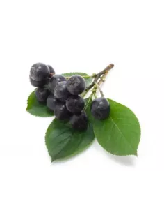 Elena LioFi Chips aronia 30g 2